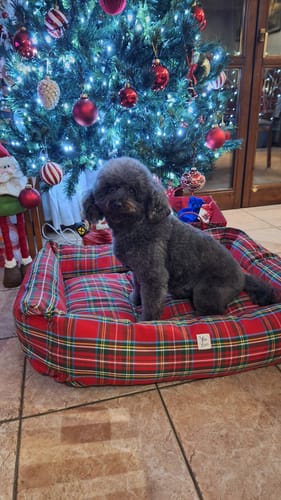 Customer photo review of Cover Scozzese rossa