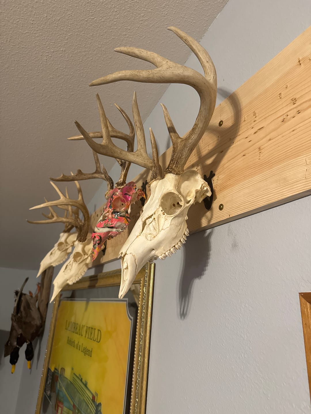 Customer photo review of European Trophy Mount - Small Hook - 10 PACK