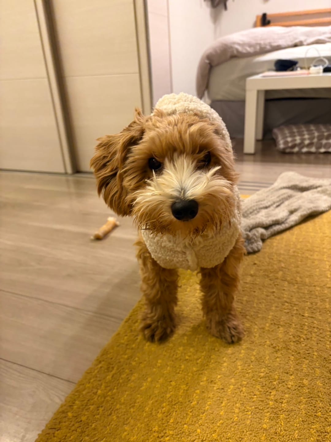 Customer photo review of Teddy Sherpa Dog Jacket - Beige