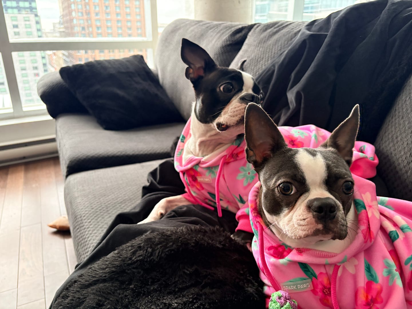 Customer photo review of Blossom Dog Hoodie - Pink