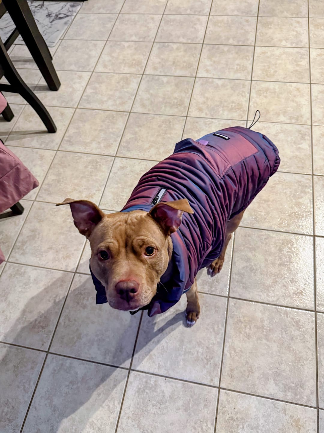 Customer photo review of WarmShield Water-Resistant Jacket - Cosmic
