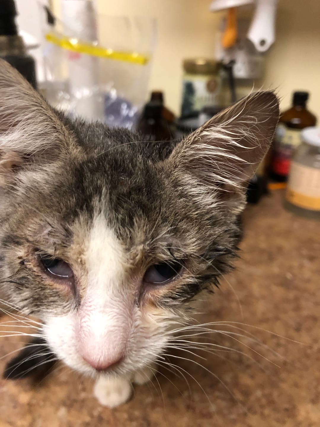Customer photo review of Cat Eye Infection & Vision Support Remedy