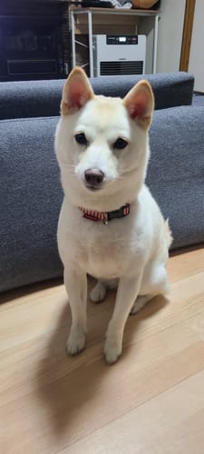 Customer photo review of FunFunPet 高機能ハーネス（お名前タグ作成サービス付き）