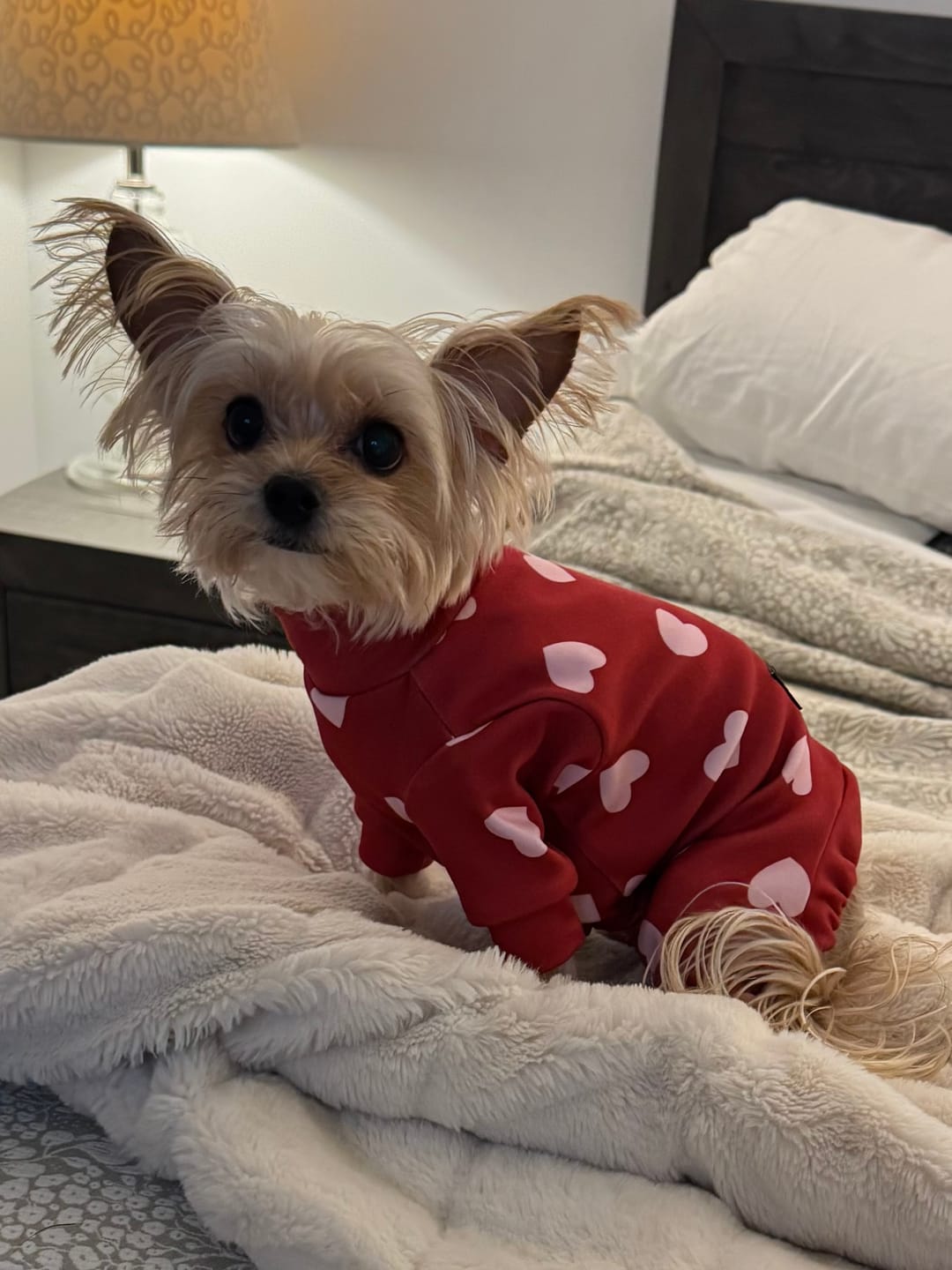 Customer photo review of Dog Pajama - Red Hearts