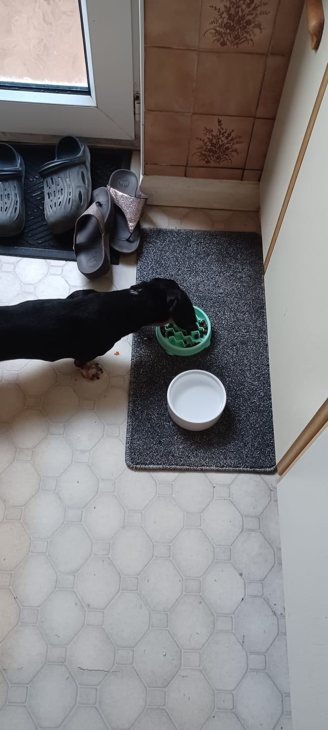 Customer photo review of Superfood Light & Senior Free Range Turkey with Parsley, Papaya, Nettle, Zucchini & Pumpkin (Small Kibble)