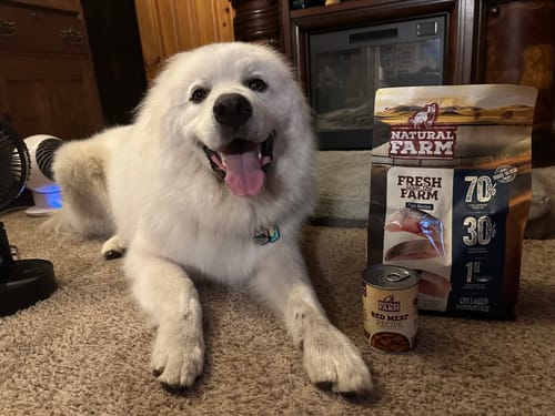 Customer's happy white dog lying on a carpet next to a bag of Fresh from the Farm - Fish Recipe food.
