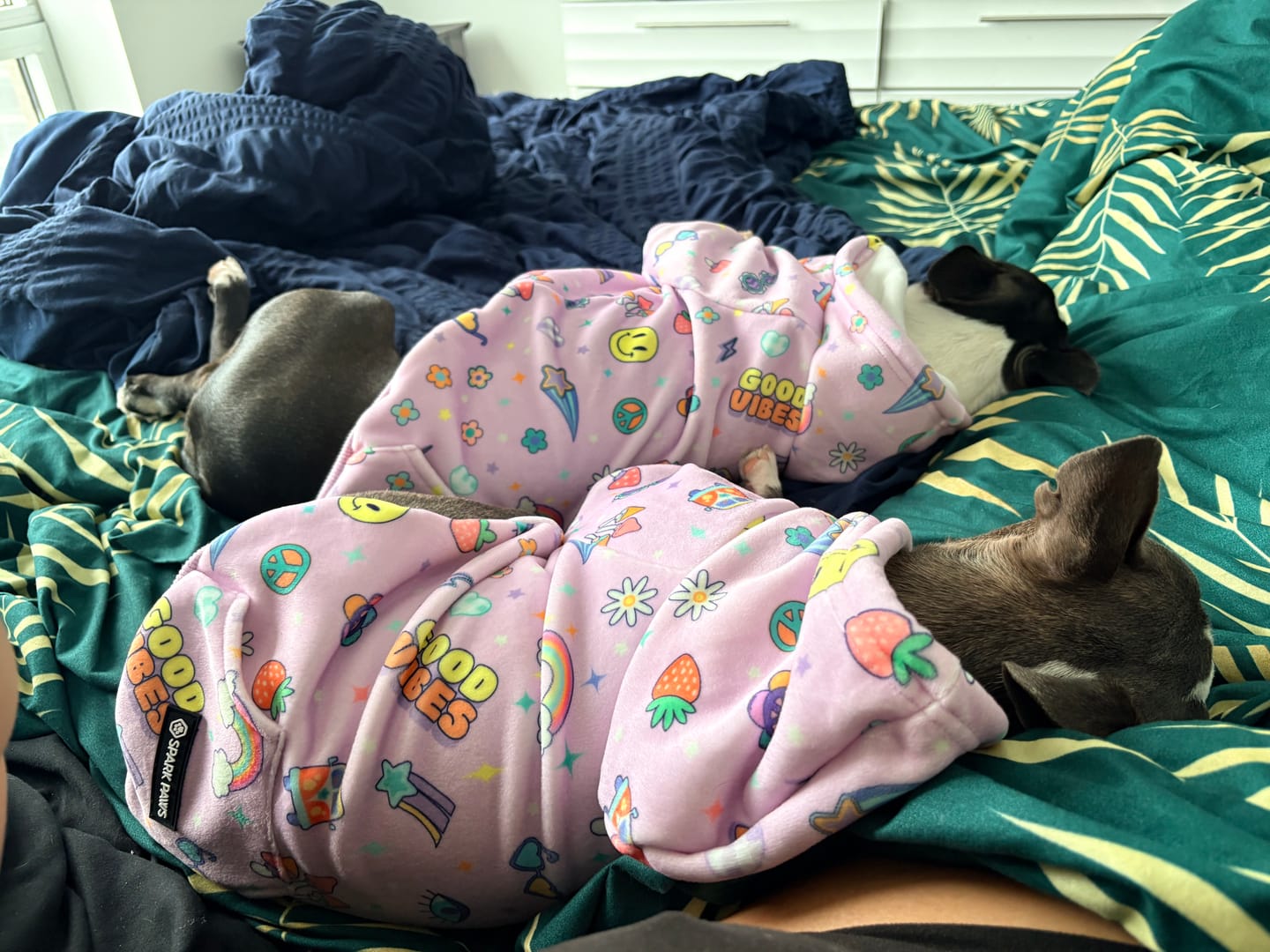 Customer photo review of Good Vibes Dog Hoodie - Purple