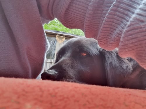 Kundenrezension für Active Hips: Nahaufnahme eines älteren, schwarzen Hundes, der entspannt auf einer Decke liegt.