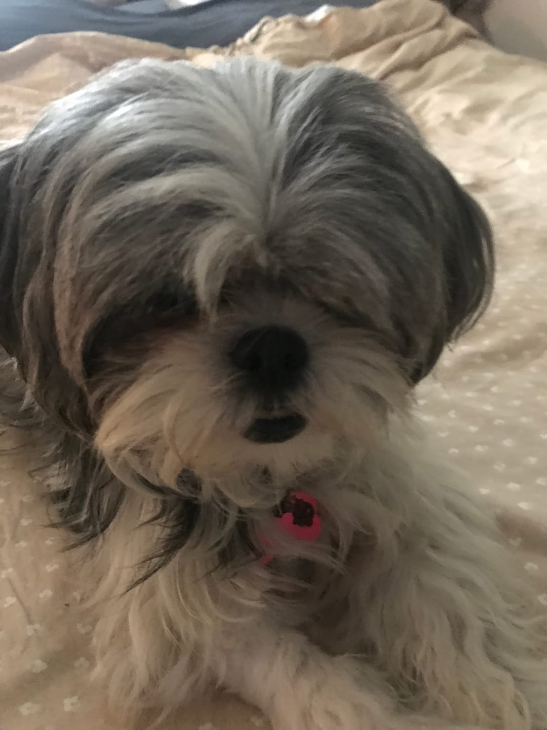 Customer photo review of iHeartDogs Allergy & Itch Relief Chews for Dogs with Salmon Oil, Quercetin, Colostrum, Antioxidants and Probiotics — 90 Count