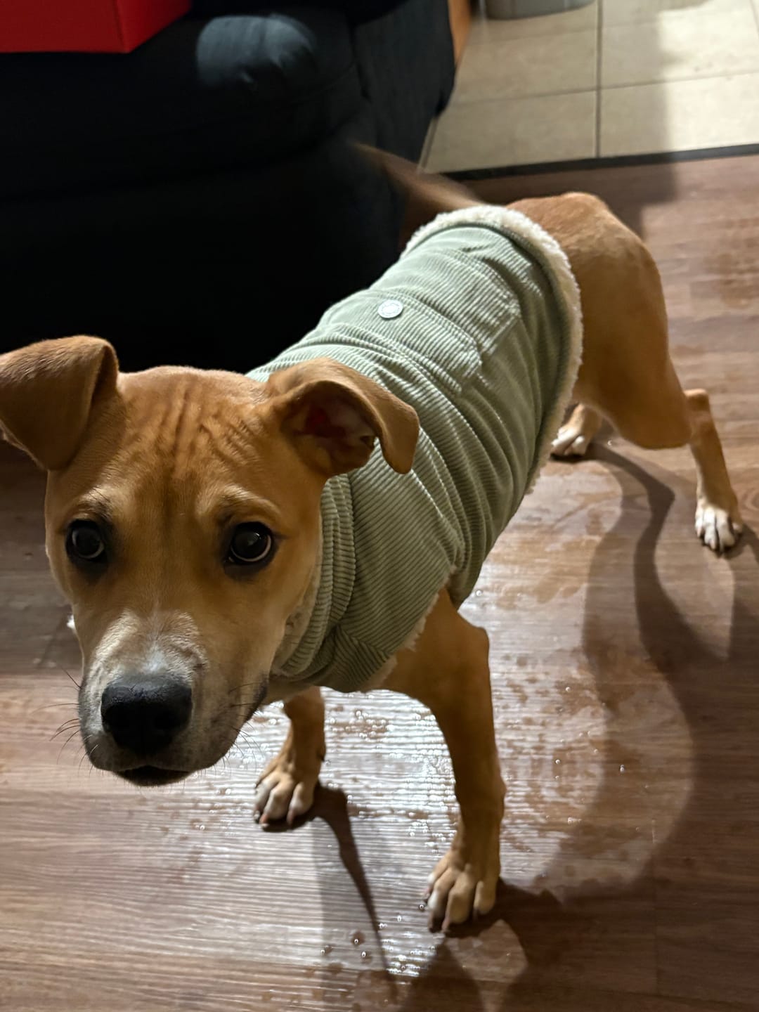 Customer photo review of Anxiety Calming Suit