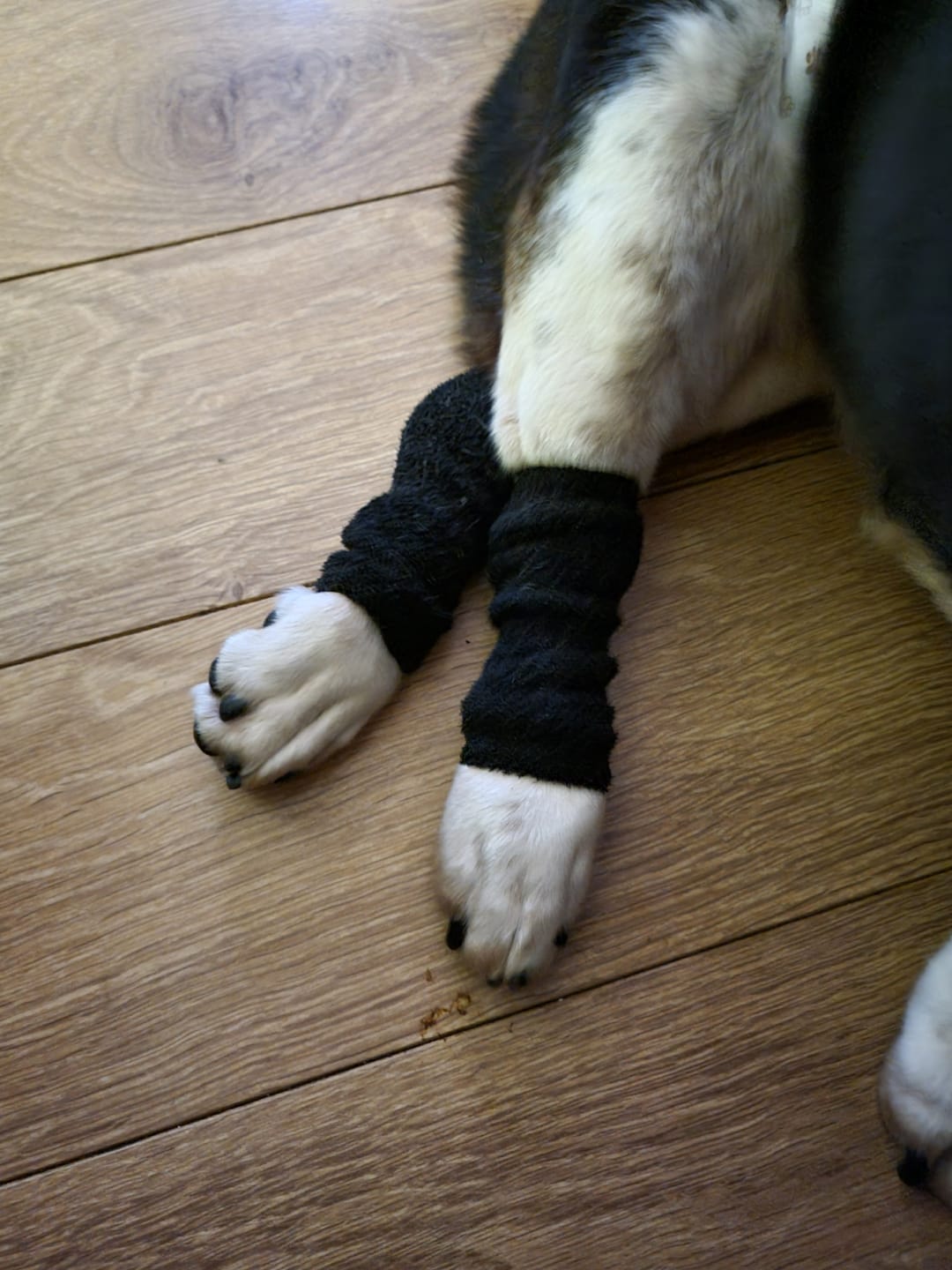 Customer photo review of Stretchy Fleece Dog Leg Warmer Sleeves