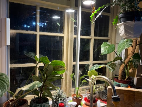 Customer photo review of Pianta Grow Light and Enna Plug-in Ceiling Pendant Bundle