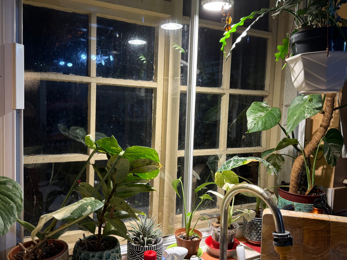 Customer photo review of Pianta Grow Light and Enna Plug-in Ceiling Pendant Bundle