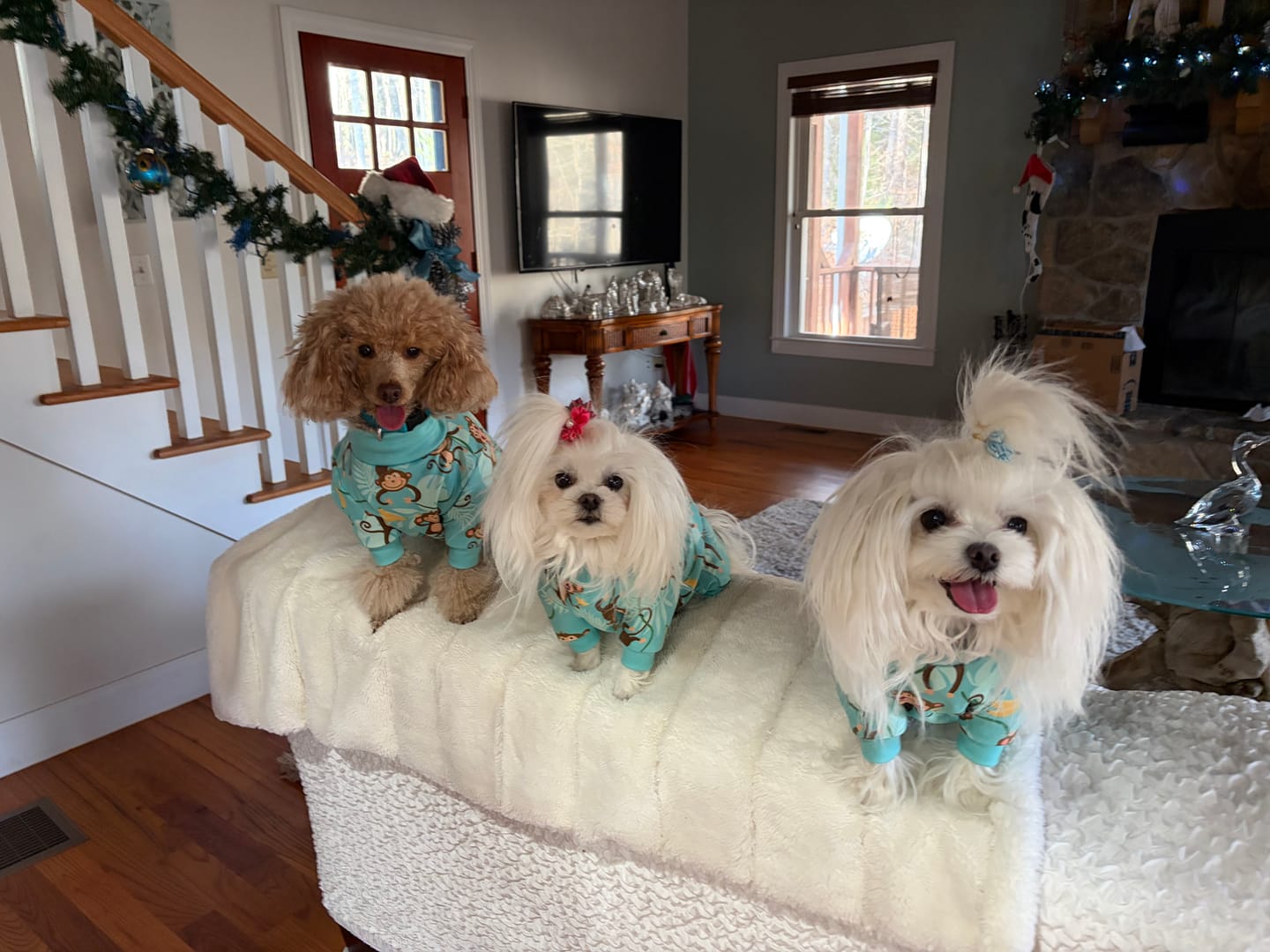 Customer photo review of Dog Pajama Prints