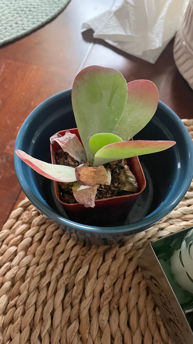 Customer photo review of Kalanchoe Flapjacks - Paddle Plant
