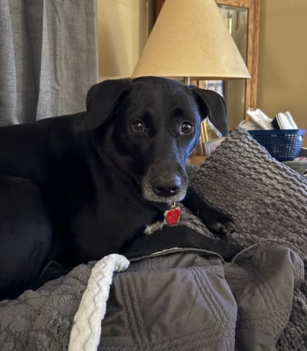 Reviewer's black lab mix, mentioned as loving the Mint Yak Chews, resting on a comfy blanket.