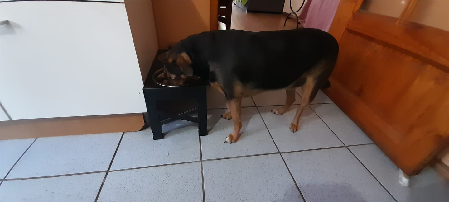 Customer photo review of Comedero Elevado THE DOGS Postura correcta en cada comida