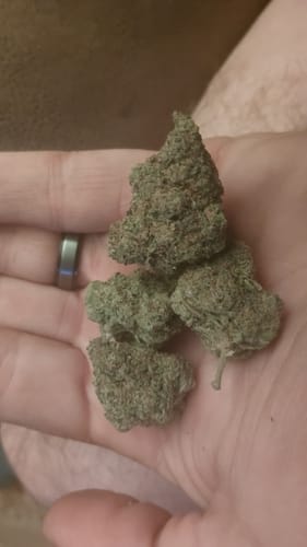 Customer photo review of Pinnacle Mintz - Bulk - Hybrid