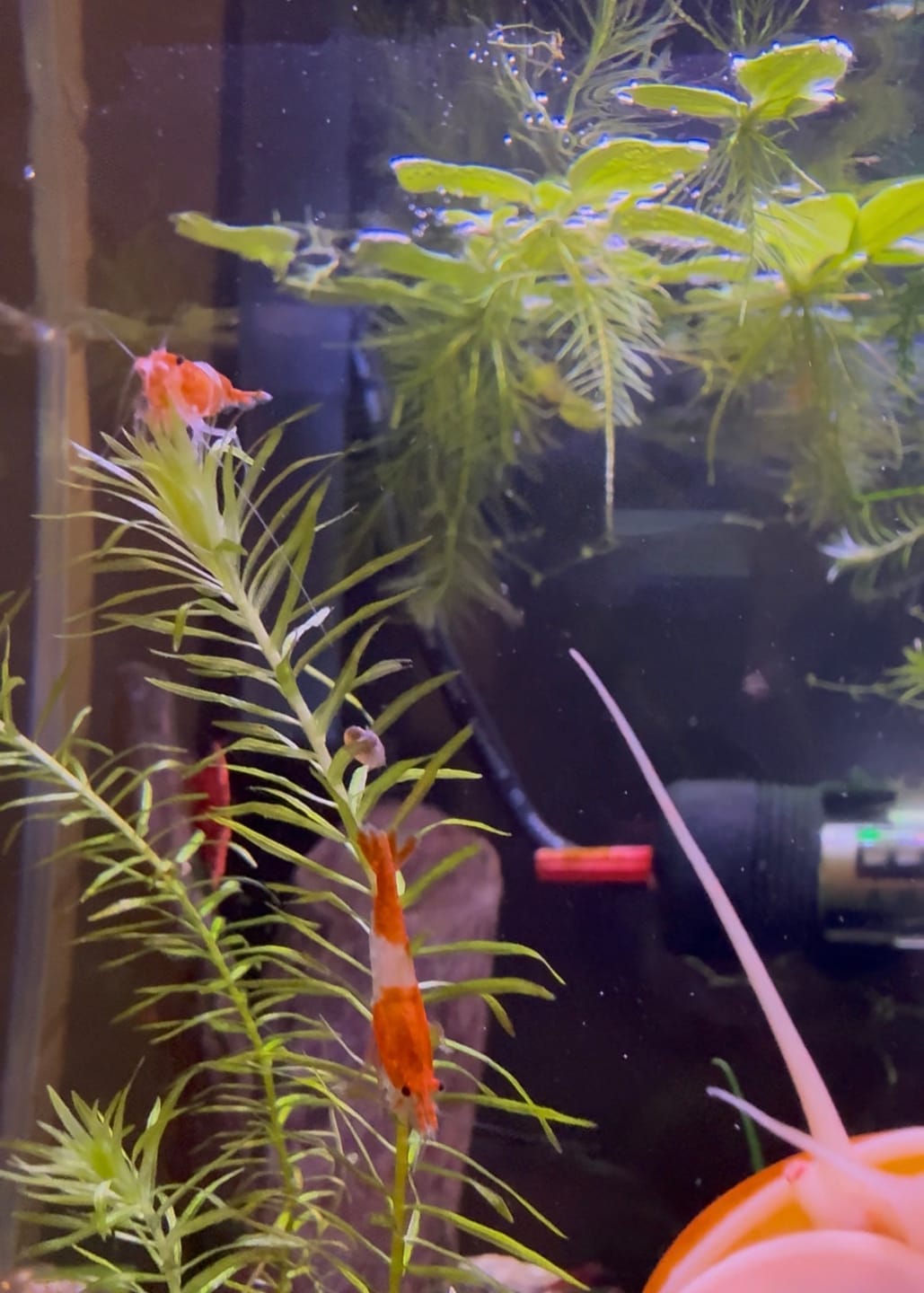 Customer photo review of Orange Rili Shrimp