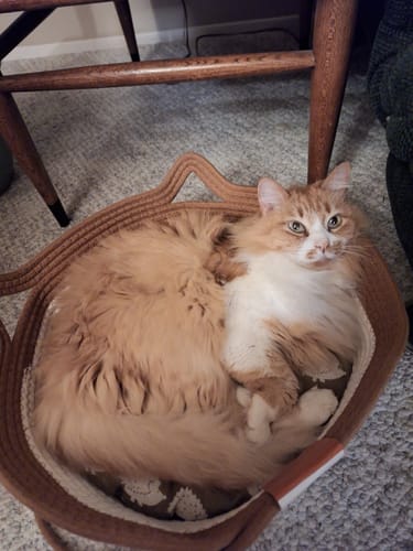 Customer photo review of Instinct Basket | Handwoven & Chemical-Free Cat Territory