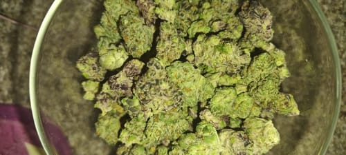 Customer photo review of Purple Trainwreck - Minis - Indoor - 28 Grams - Sativa