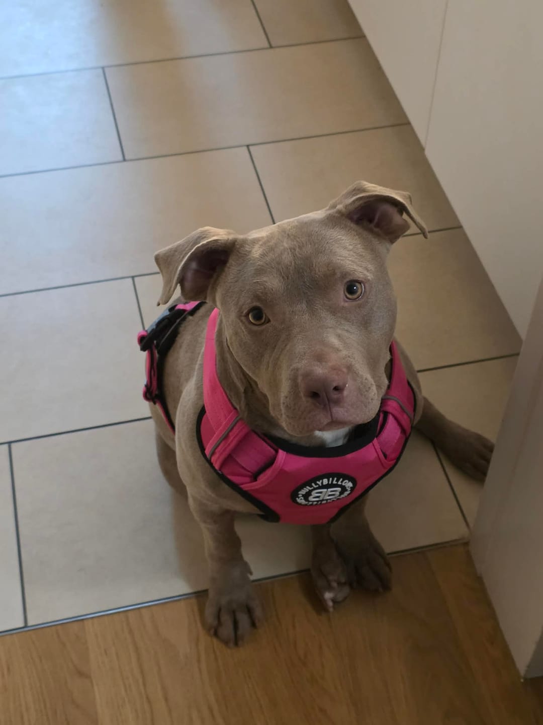 Customer photo review of Comfort Premium Harness | Non Restrictive - Magenta