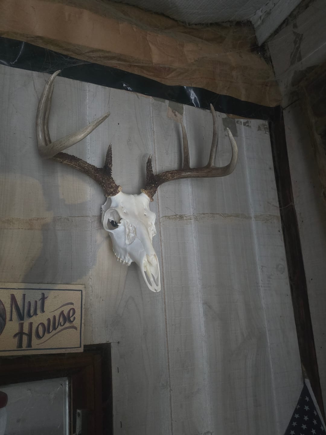 Customer photo review of European Trophy Mount - Small Hook - 5 PACK