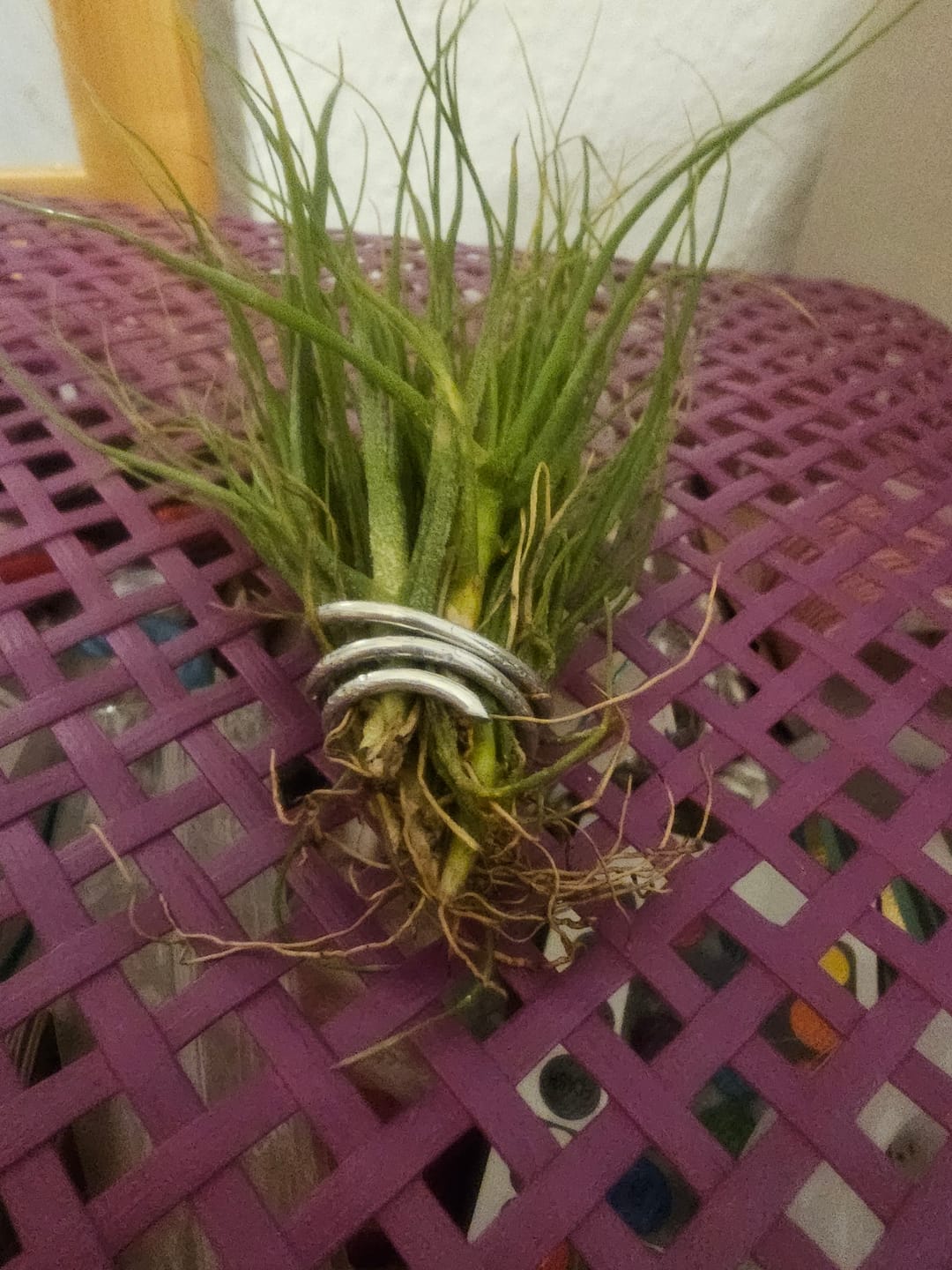 Customer photo review of Tillandsia schiedeana major - Mini Pulk