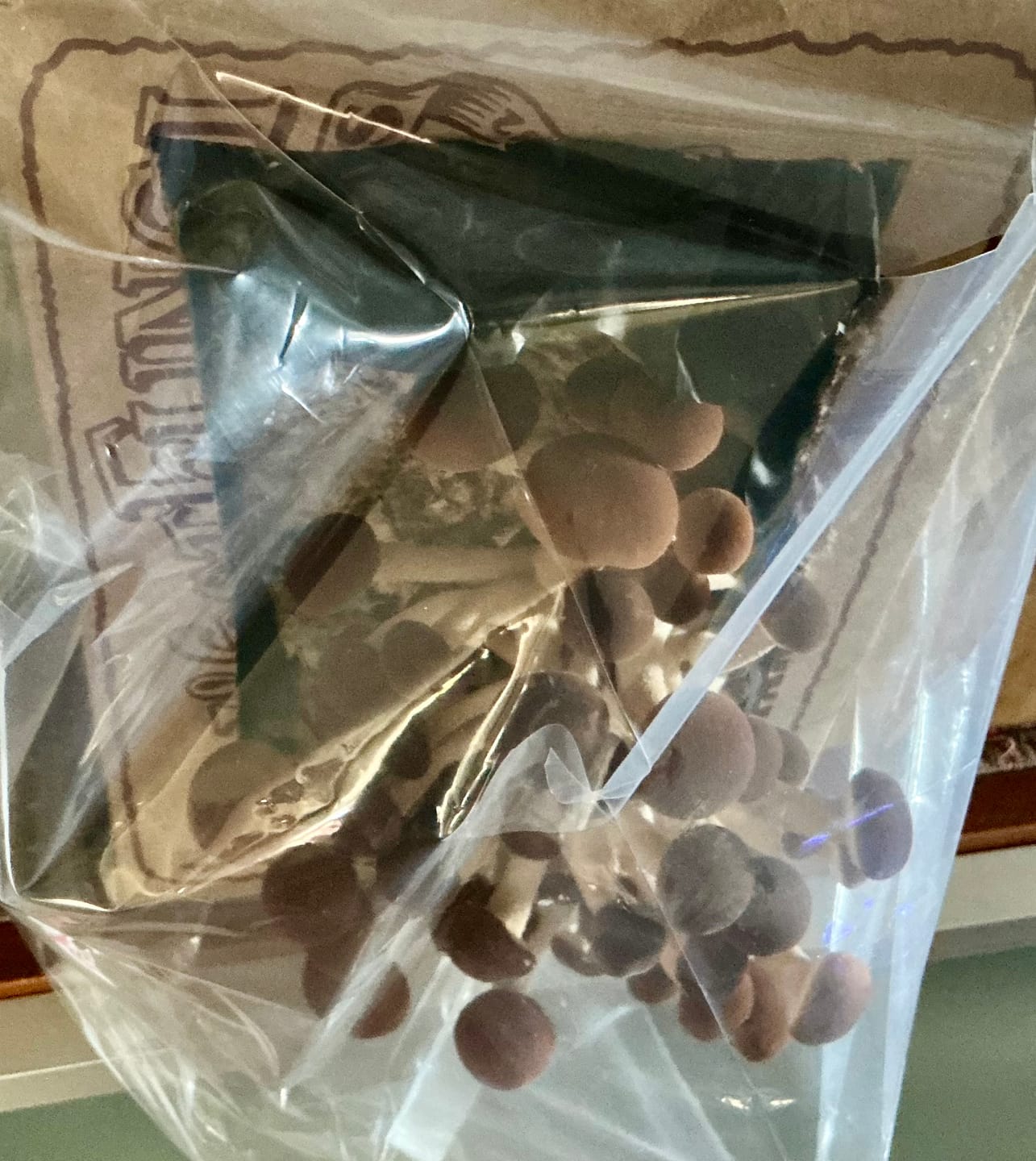 Customer photo review of Mushroom Mini-Farm Grow Kits Variety - 4 Pack