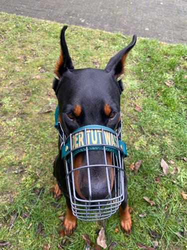 Customer photo review of Maulkorbberatung (online)