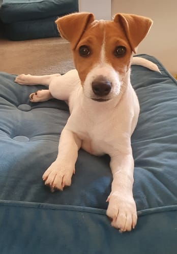 Customer photo review of DoggieBalm Natural Manuka & Hemp Shampoo and Conditioner