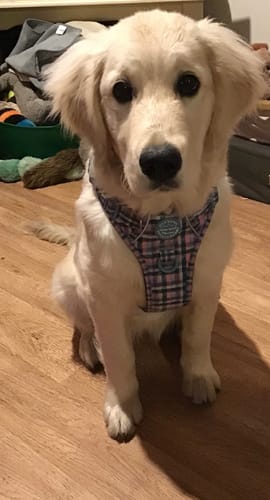 Customer photo review of Tough Trails™ Harness -  Tweed Twilight