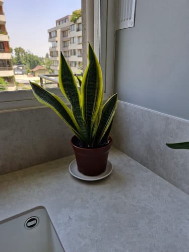Customer photo review of Sansevieria Superba – Belleza Vertical que Purifica tu Espacio sin Esfuerzo