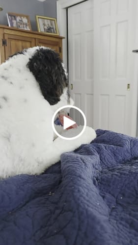 Customer video review of Long-Lasting Yak Chews — 6 Flavor Pack