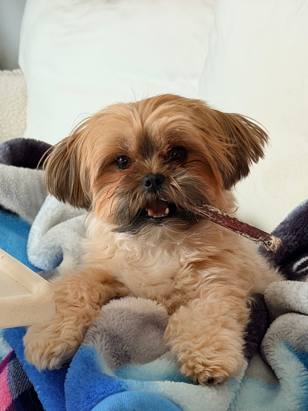 Customer photo review of Vrac Nature's Own - Bully Sticks de boeuf mastication pour chien