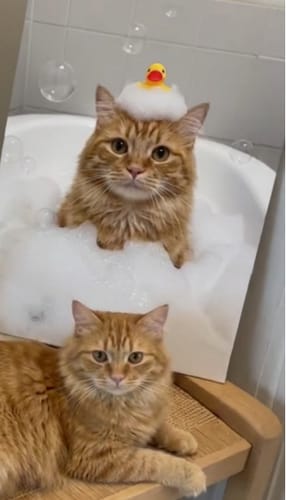 Customer photo review of Artzuzu Custom Portrait For Pets - Bubble Bliss