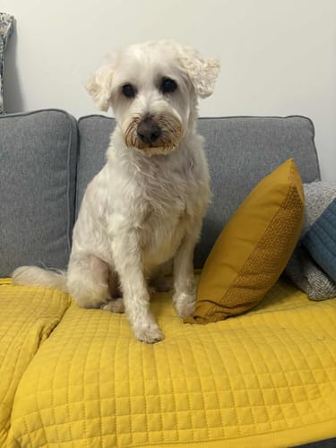 Customer photo review of Fragrance Free Glove Pet Wipes for Full Body, Bum & Paws (30)