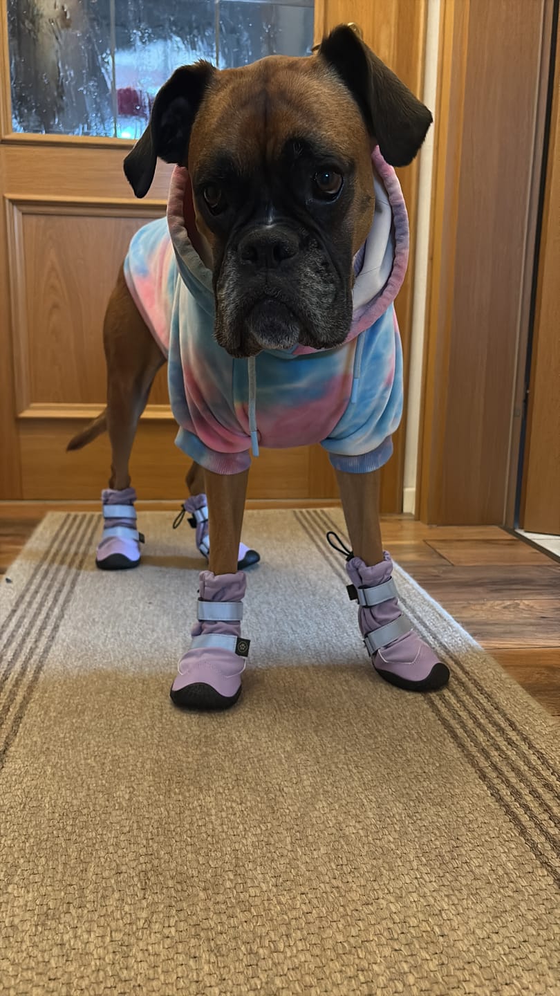 Customer photo review of Flex Shell Waterproof Dog Boots - Lilac