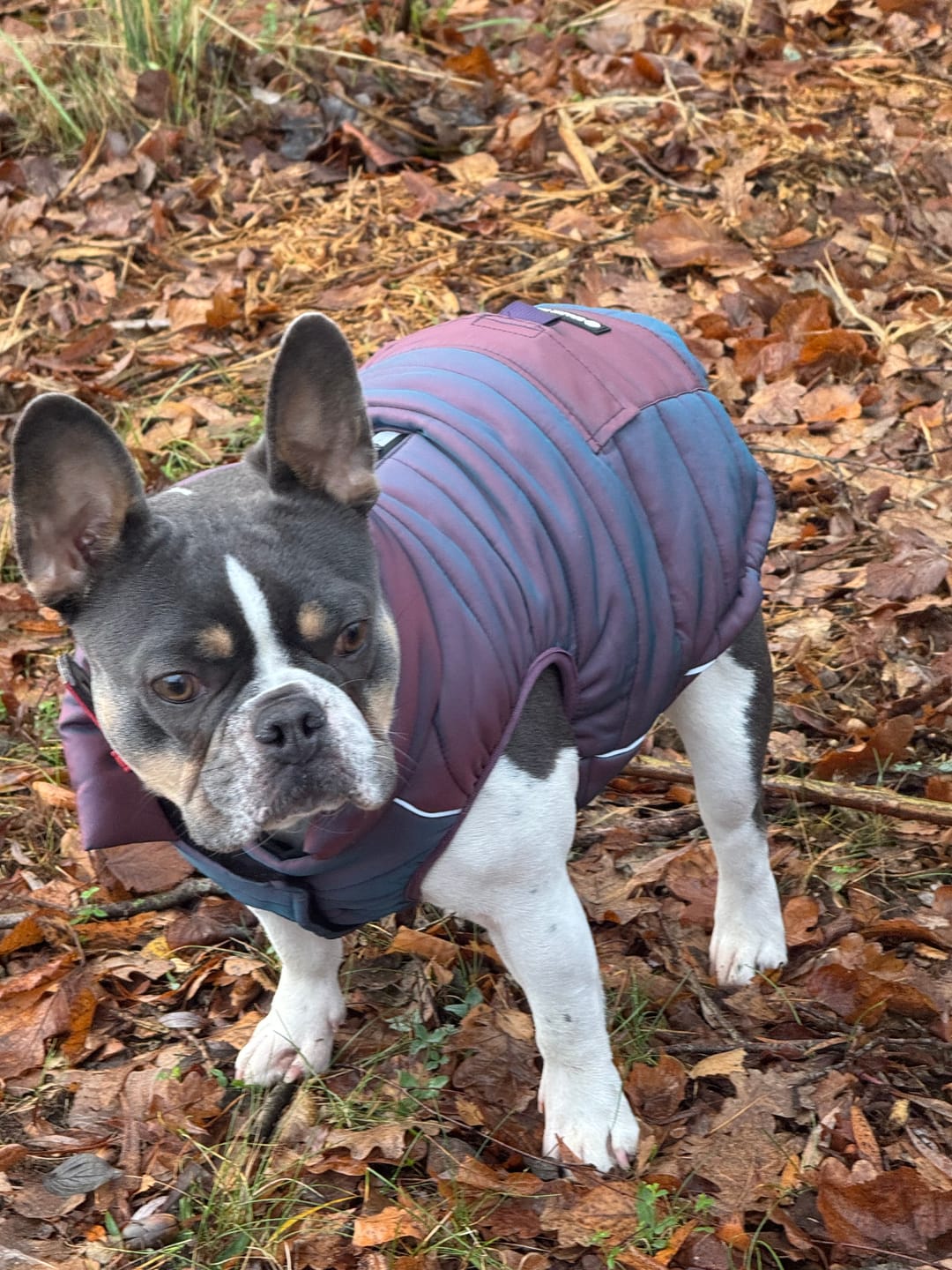 Customer photo review of WarmShield Water-Resistant Jacket - Cosmic