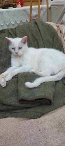 Customer photo review of 1 Month Supply – 2 Cat