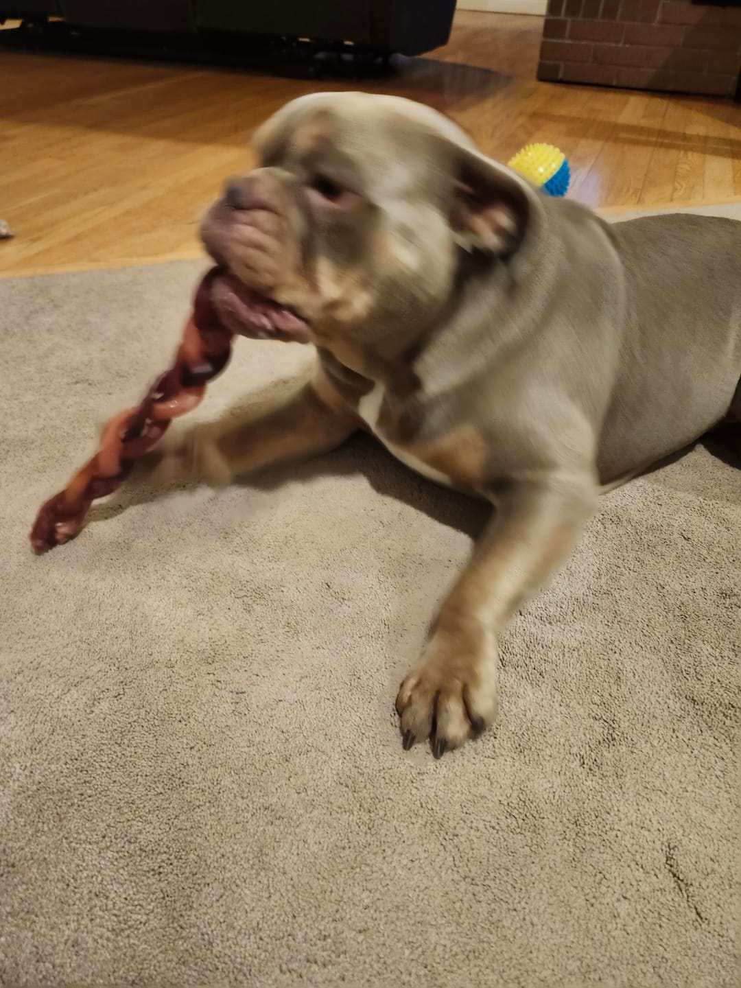 Customer photo review of 12 Inch Monster Braided Bully Stick