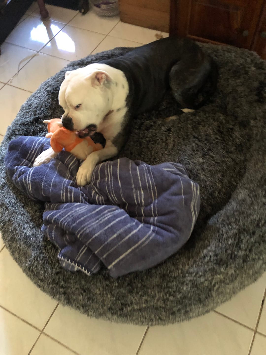 Customer photo review of Premium Calming Pet Bed with Removable Cover
