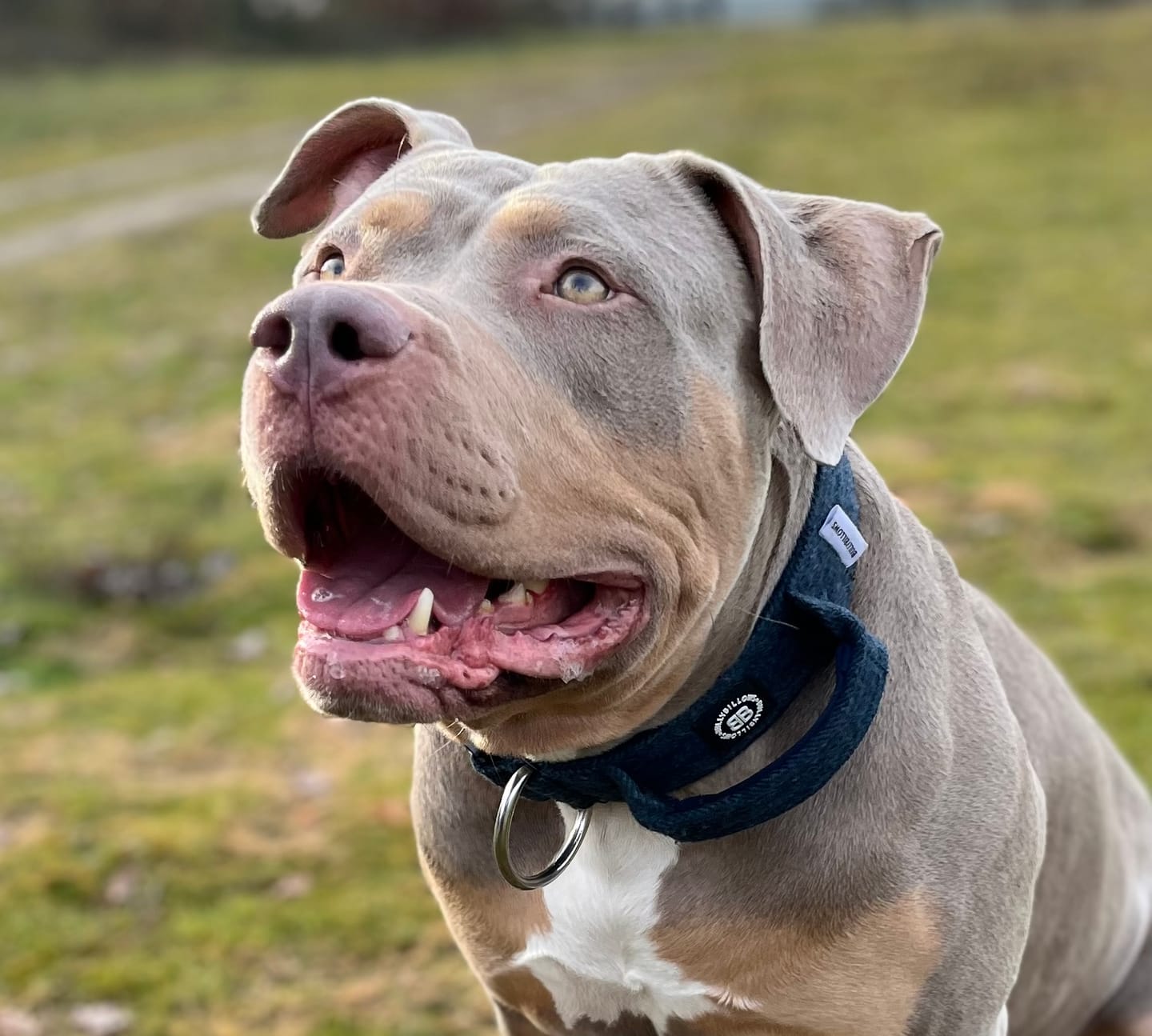 Customer photo review of 5cm Tweed Combat® Collar | With Handle & Secure Clip - Midnight Blue