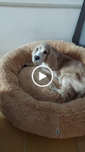 Customer video review of Cama Antiestrés para Perros
