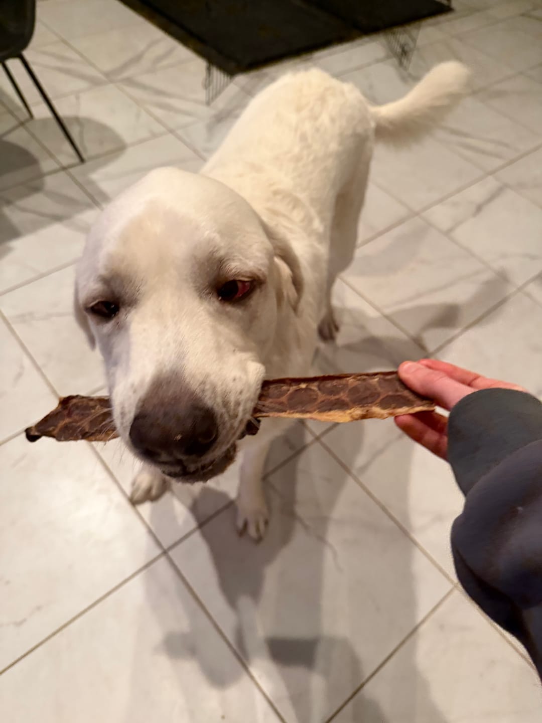 Customer photo review of 12 Inch Beef Jerky Strip