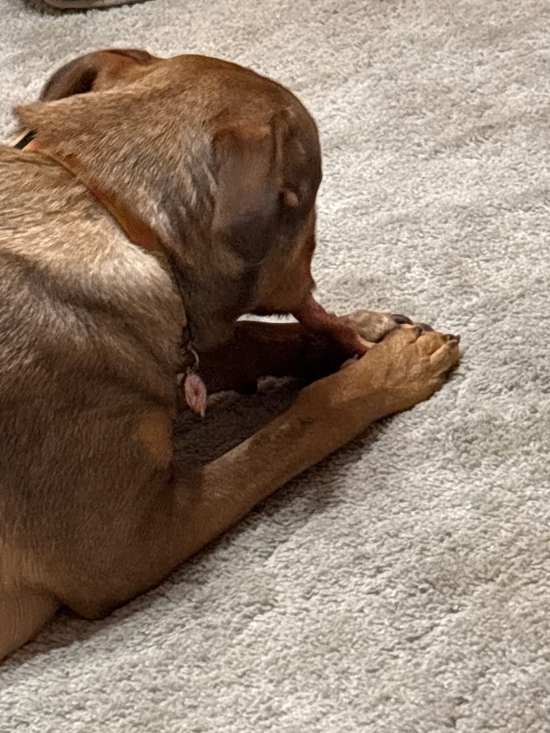 Customer photo review of 6 Inch Thick Braided Bully Stick