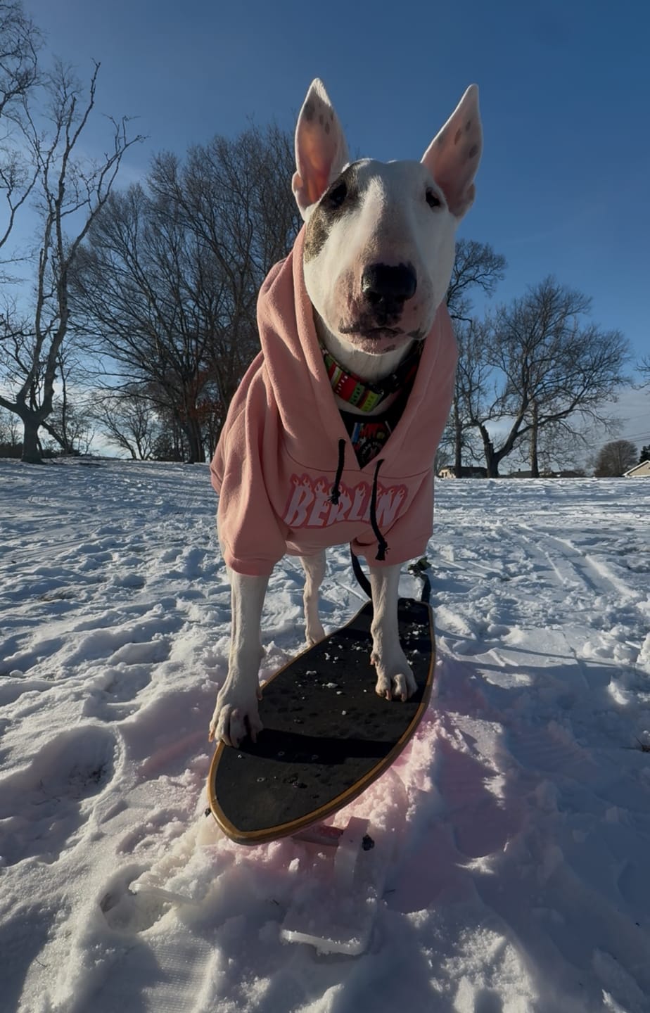 Customer photo review of Personalised Thrasher Font Dog Hoodie 🔥