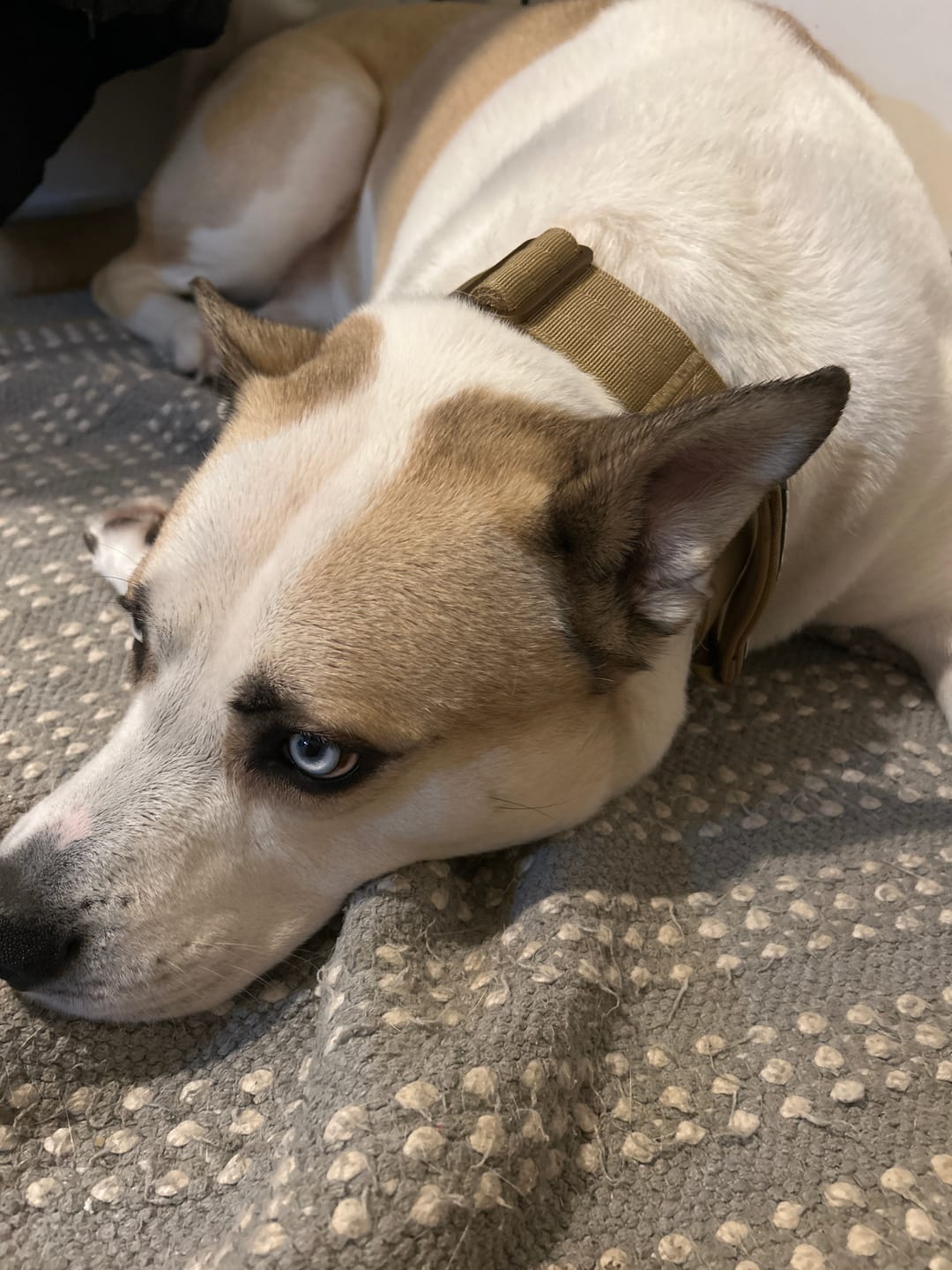 Customer photo review of 5cm Lighter Combat® Collar | With Handle Secure Clip - Tan x Tan