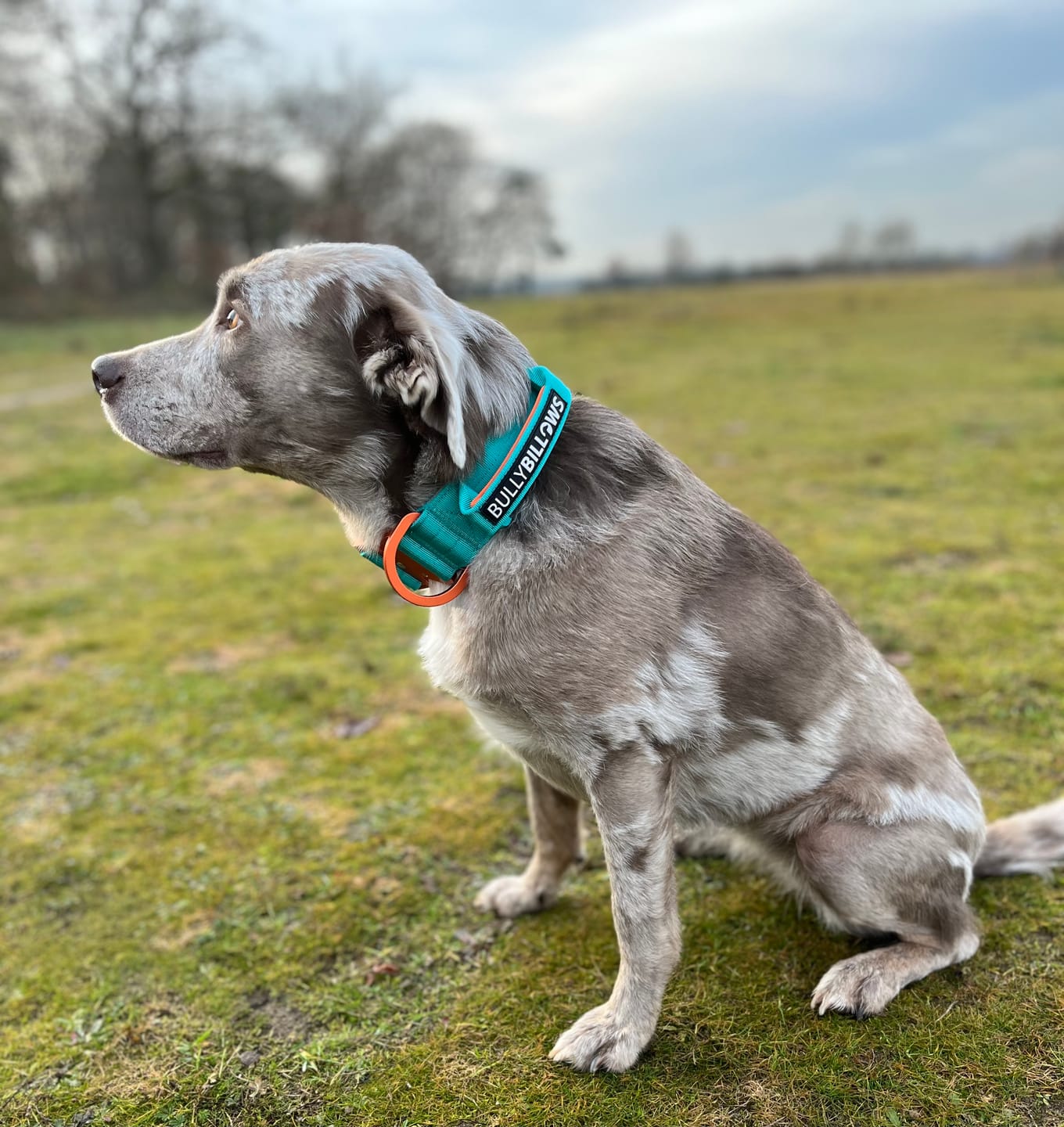 Customer photo review of 5cm Lighter Combat® Collar | With Handle Secure Clip - Turquoise x Orange