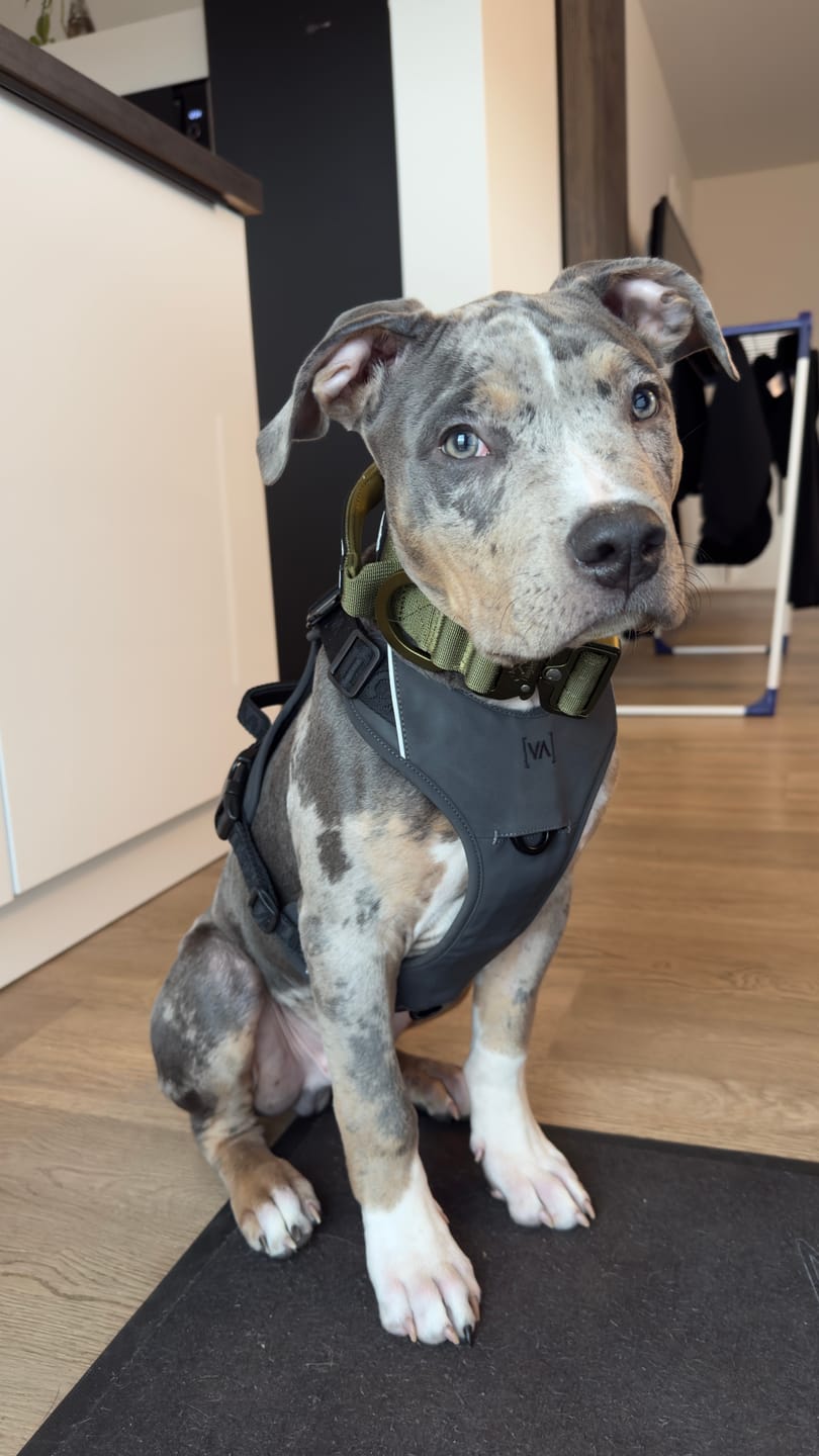 Customer photo review of Extreme Air Set  Army Green - Lätt och slitstarkt hundset